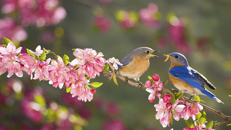 Birds, Bird, Branch, Animal, Spring, Bluebird, Blossom, Pink Flower, Passerine, HD wallpaper
