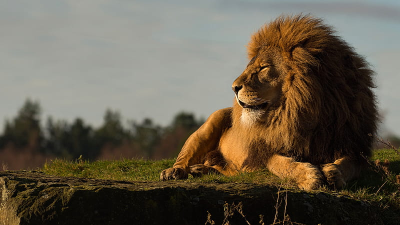 Lion Is Sitting On Grass With Shallow Background Of Trees And Sky Lion, HD wallpaper