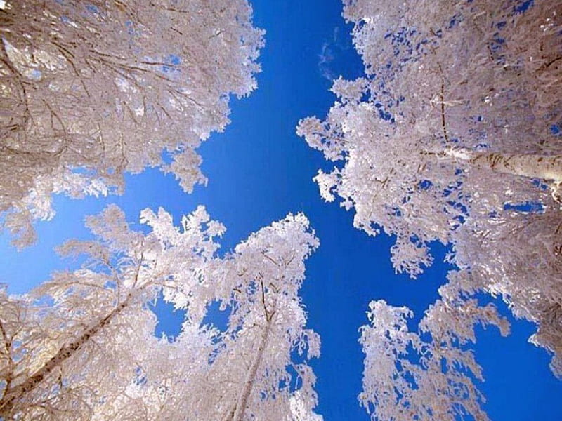 Winter canopy, snow, tree tops, blue sky, branches, winter, cold, HD wallpaper