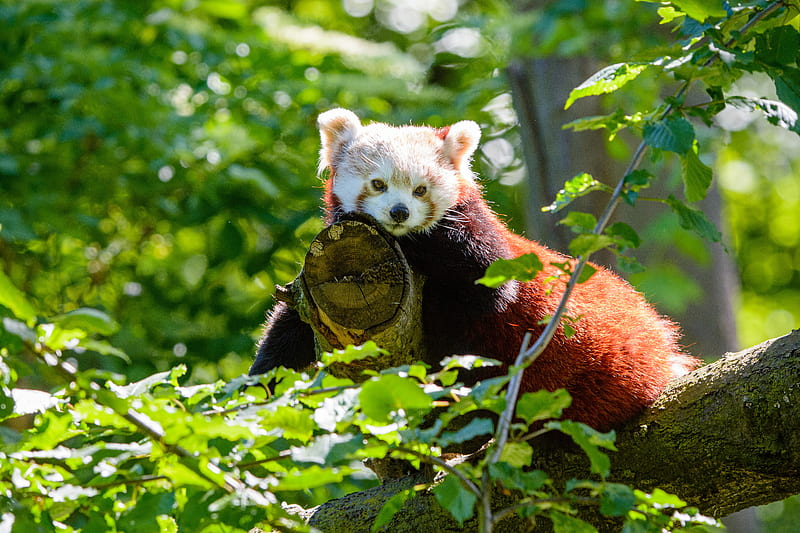 red panda, panda, glance, tree, HD wallpaper