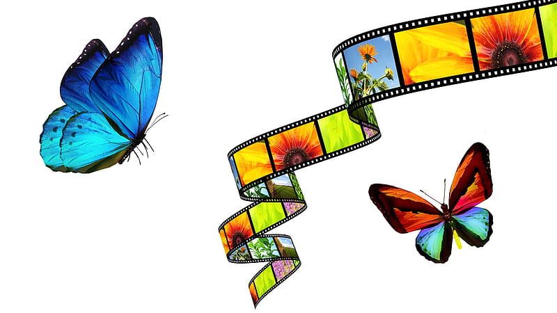 Nature on Film, film, camera, butterflies, collage, graphy color, nature, Firefox Persona theme, HD wallpaper