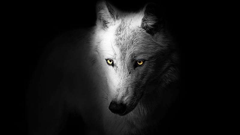 Wolf , Black background, Wild, , Animals, Dual Monitor Wolf, HD wallpaper