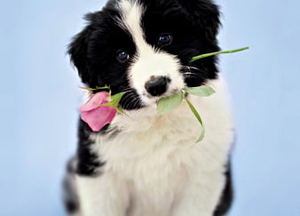 are newborn border collies have pink and black nose