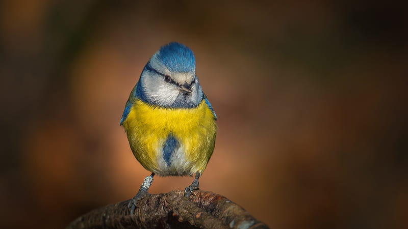 Yellow Blue Titmouse On Tree Trunk In Blur Background Birds, HD wallpaper