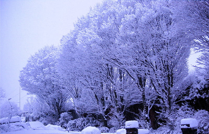 winter in suburbia 2010 Manchester Uk, wintery, snow, awinterstreet, ice, trees, winter, cold, HD wallpaper