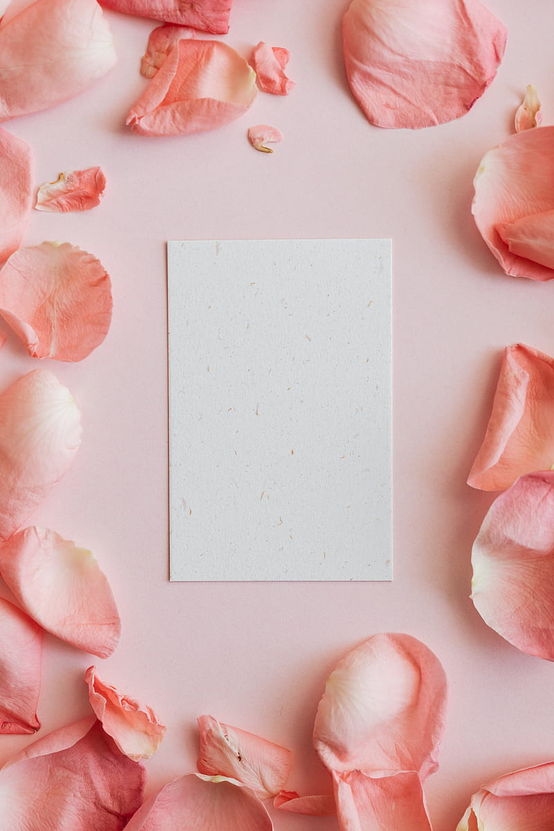 Top view closeup of small sheet of white paper and rose petals placed on pink surface, HD phone wallpaper