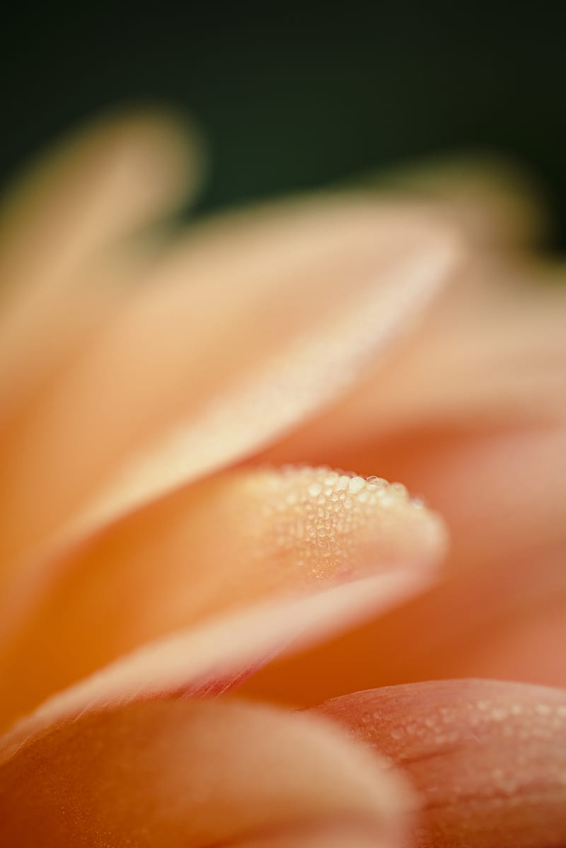 pink and white flower in macro graphy, HD phone wallpaper