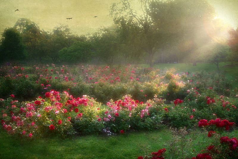 Roses Sunrise, garden, bonito, sunrise, roses, HD wallpaper