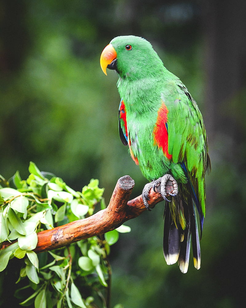 eclectus, parrot, bird, bright, branch, HD phone wallpaper
