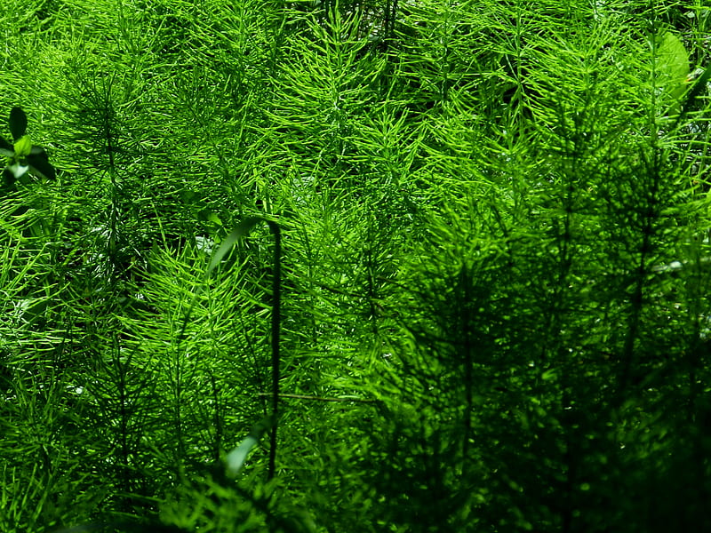 Shaver Grass, Green, Grass, graphy, Nature, HD wallpaper
