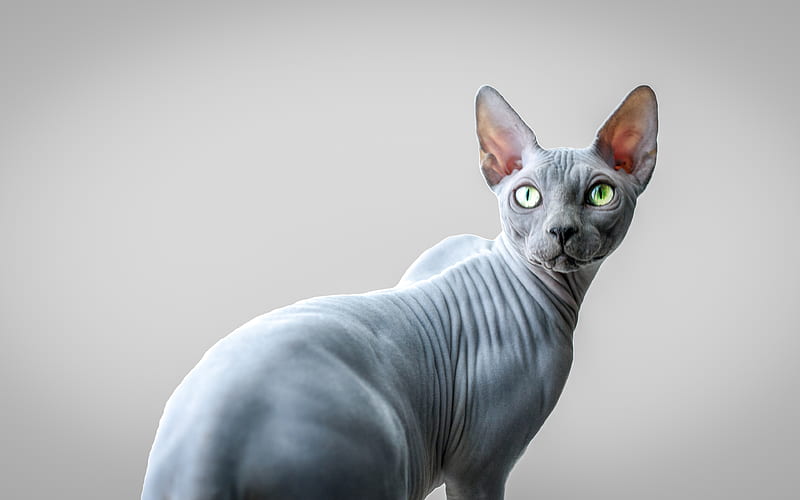 Sphynx gray cat, cute animals, cats, gray Sphynx, domestic cats, Sphynx cat,  HD wallpaper | Peakpx