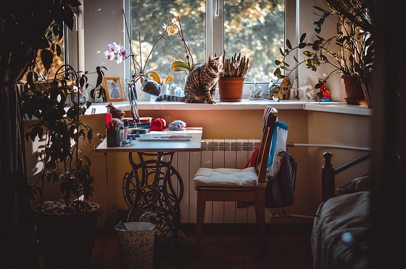 Room, table, house, window, home, chair, cat, workplace, HD wallpaper