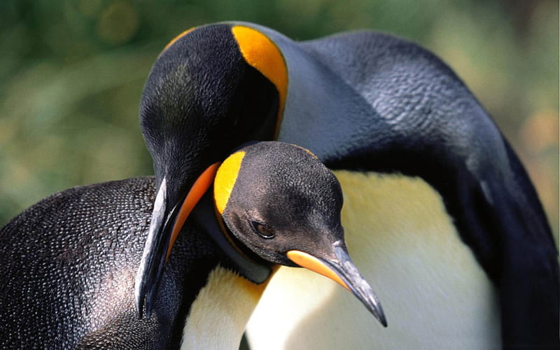 king penguins love-Beautiful bird graphy, HD wallpaper