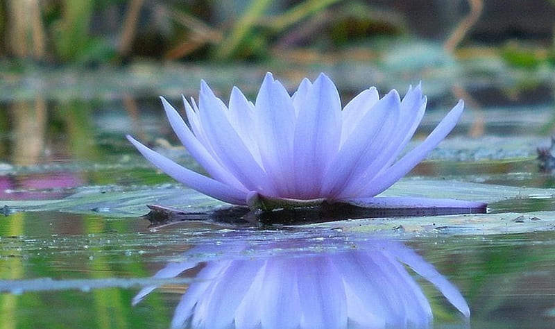 A beautiful water lily, water, lily, nature, bonito, reflection, HD  wallpaper | Peakpx