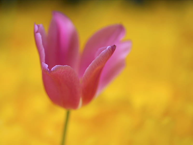 Single Tulip- Pink Tulip in Field, HD wallpaper