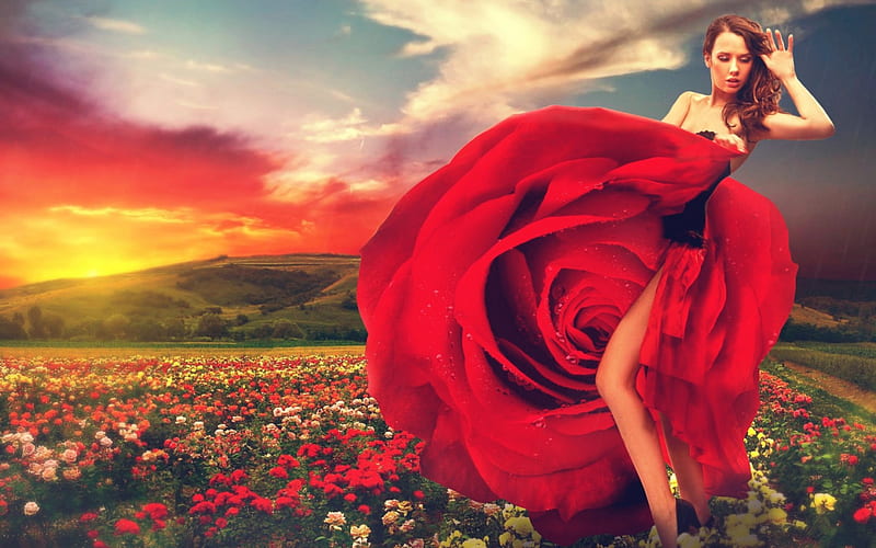 queen of the roses, flower, queen, sky, rose, HD wallpaper