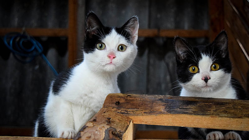 White Black Cats Are Standing On Wooden Ladder Cat, HD wallpaper