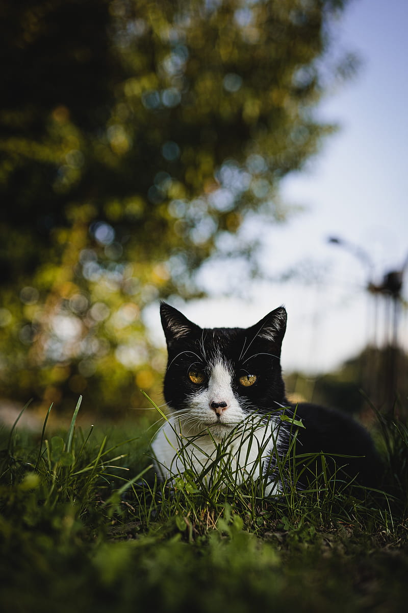 cat, glance, pet, grass, HD phone wallpaper