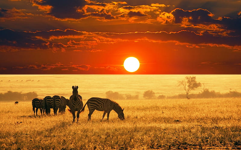 Beautiful Zebra Pic, sunset, sun, zebra, africa, HD wallpaper
