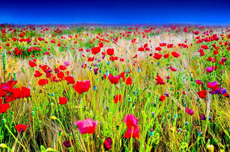 Campos De Amapolas Colinas Naturaleza Encantadora Amapolas Cielo Esplendor Fondo De 7010