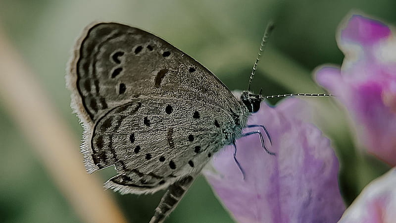Mariposa blanca negra sobre flor violeta clara en desenfoque de verde  mariposa, Fondo de pantalla HD | Peakpx