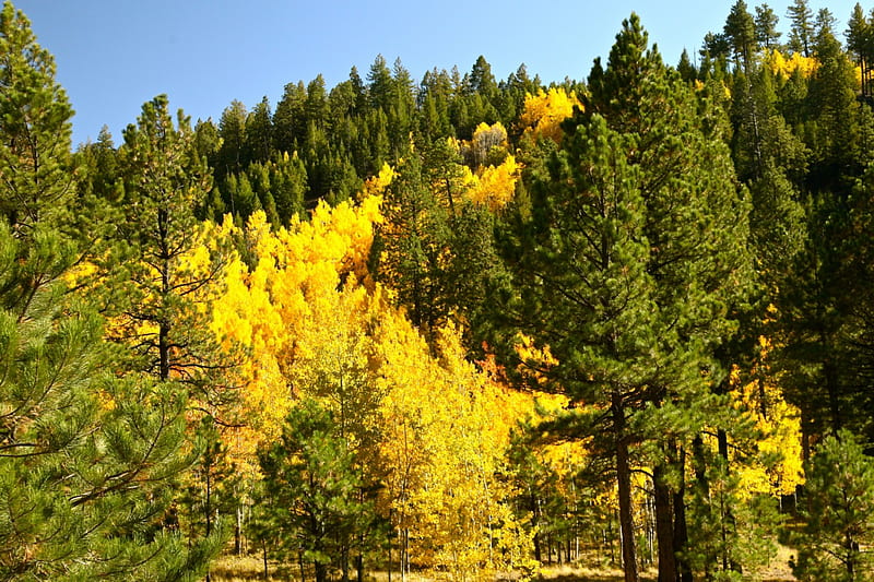 Golden Quaking Aspen, colors, leaves, trees, Autumn, HD wallpaper