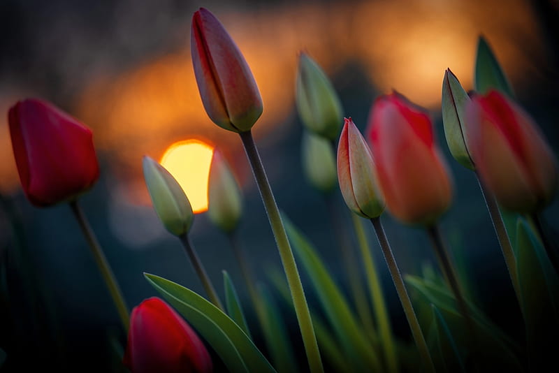 Tulips, Flowers, Spring, Sun, Sunset, HD wallpaper | Peakpx