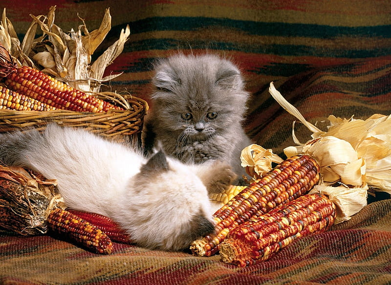 November Kittens, corn, maize, fall, autumn, harvest, november, kittens, playful, adorable, thanksgiving, sweet, cute, seasonal, graphy, cats, animals, HD wallpaper