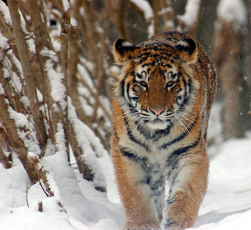 Amur Tiger, siberian, feline, snow, animal, HD wallpaper