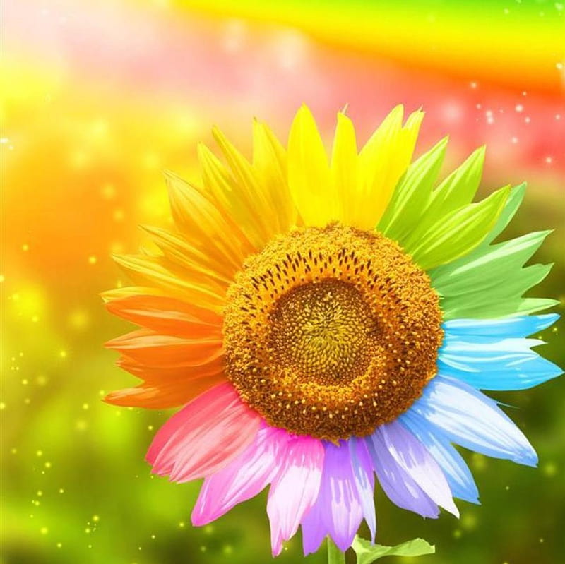 The colors of the flowers, colored trails, flowers, sunflower, rainbow, colorful nature, HD wallpaper