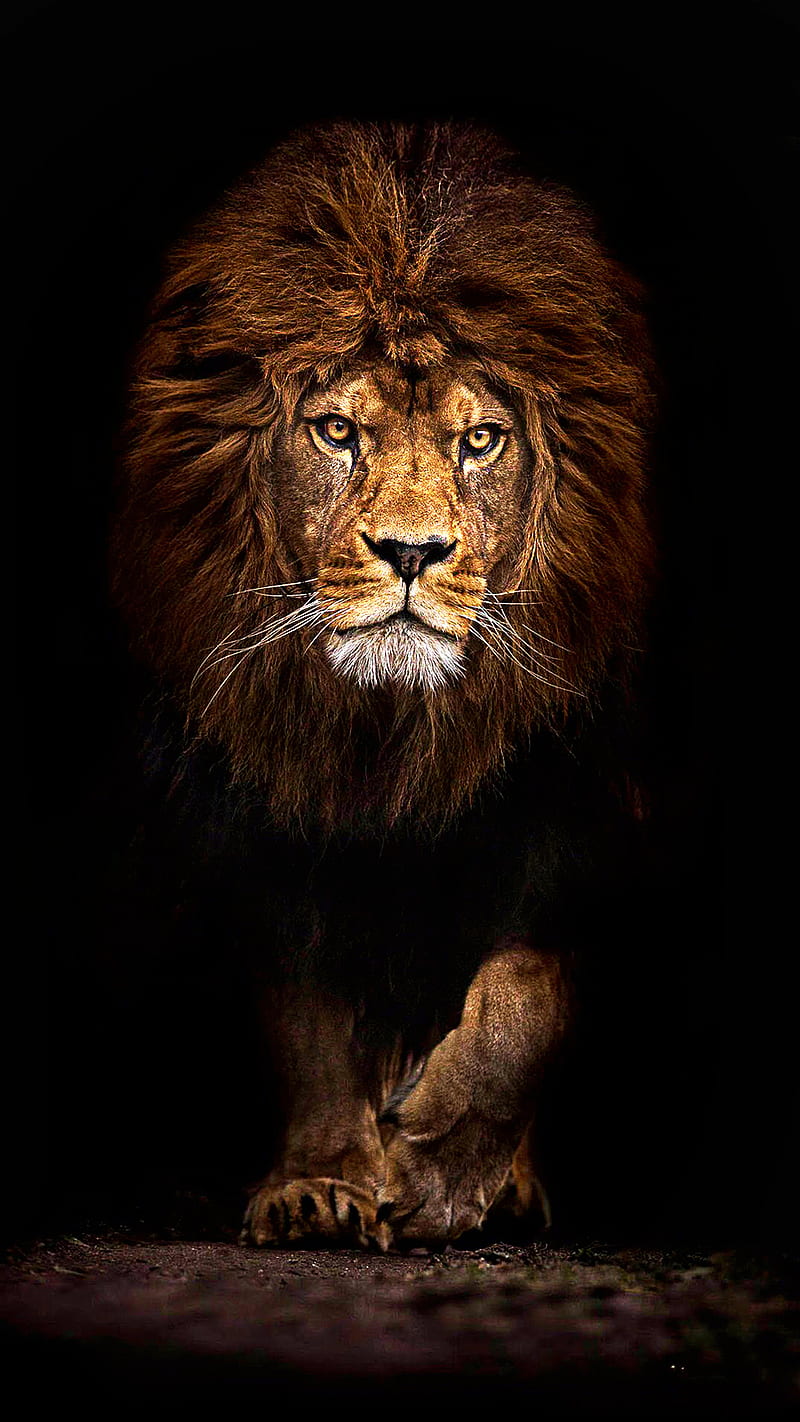 Lion Art, HD wallpaper | Peakpx