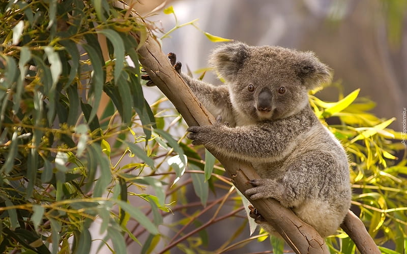 Koala, bear, tree, Australia, HD wallpaper