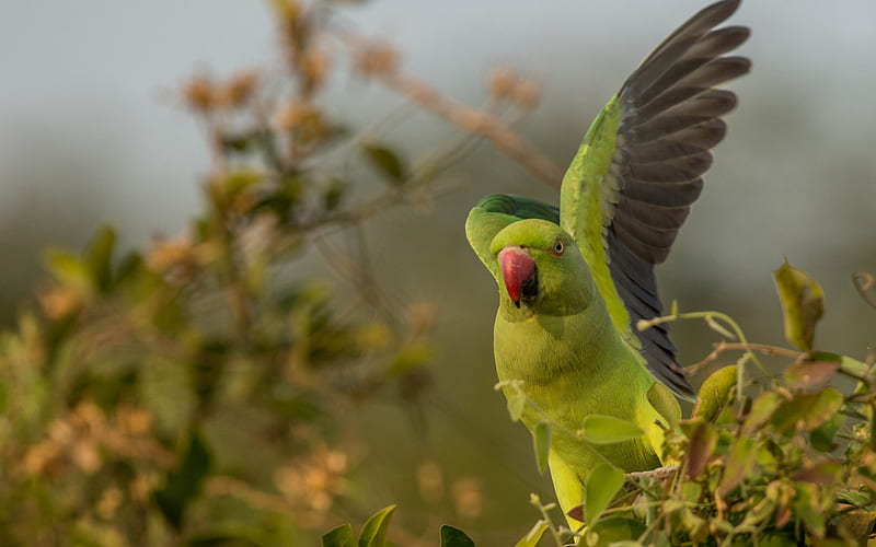 Rose-ringed parakeet, Indian ringed parrot, green bird, parrots, rainforest, green big parrots, Psittacula krameri, HD wallpaper