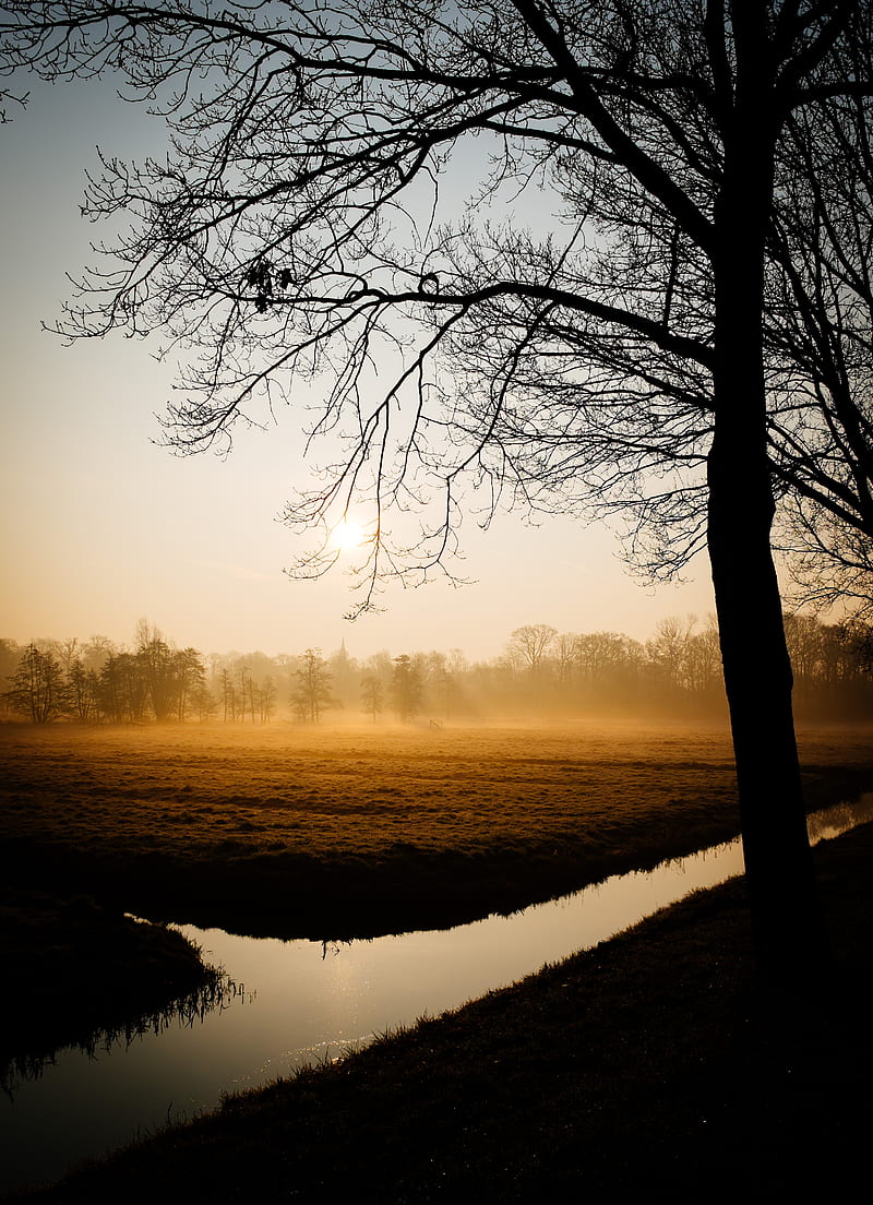 trees, fog, channel, dawn, HD phone wallpaper