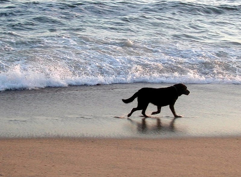 A Walk On The Beach, dog, HD wallpaper