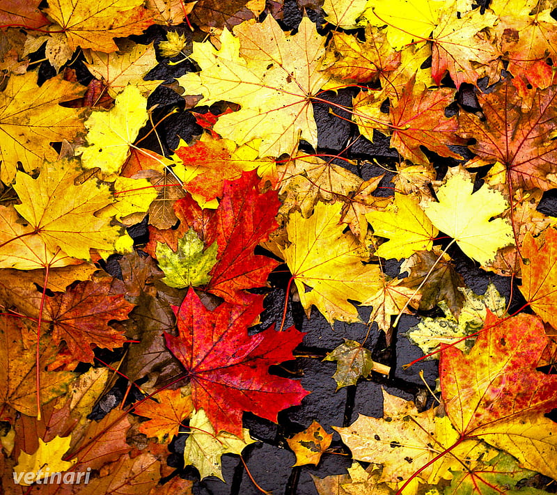 Colorfull Leaves, auntumn, bonito, color, leaves, HD wallpaper | Peakpx