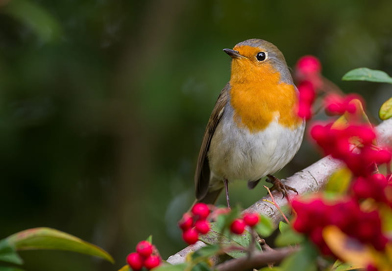 Robin, red, bird, flower, yellow, pasari, HD wallpaper