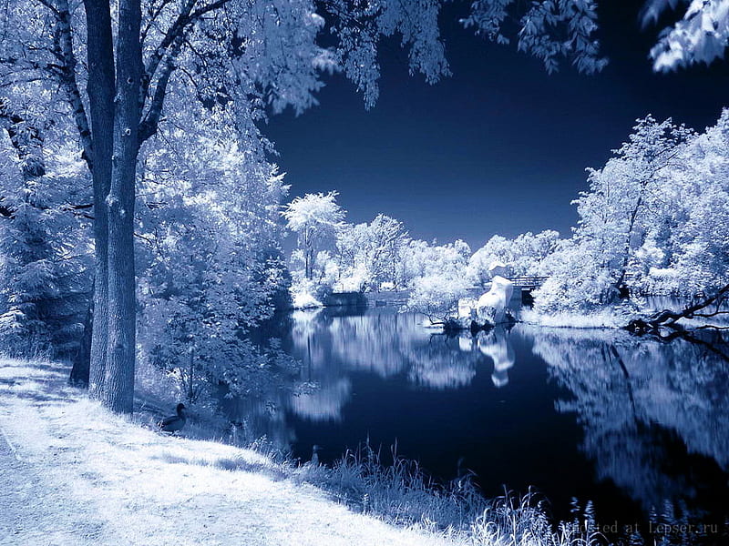 Winter is blue, trees, lake, mirrored, winter, cold, water, snow ...