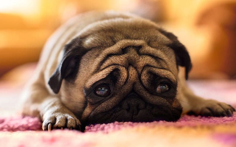 Pug, sad dog, puppy, dogs, sad eyes, pets, cute animals, Pug Dog, HD wallpaper