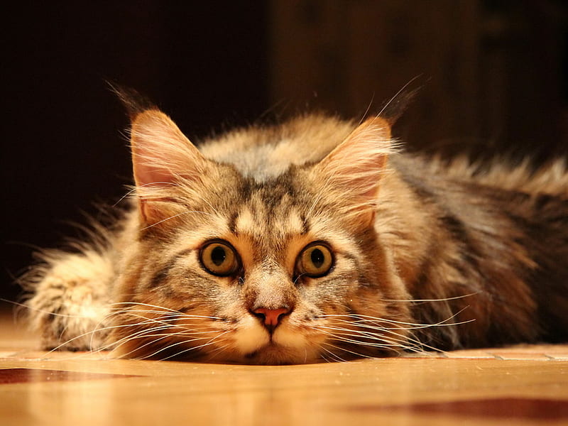 Cute surprised cat, cat, eyes, kitten, animal, HD wallpaper | Peakpx