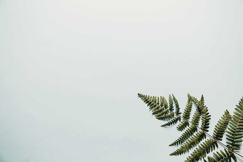 fern, branch, leaves, white, HD wallpaper