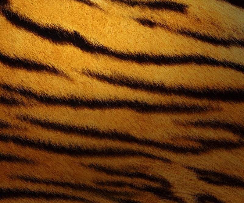 Tiger Skin Design , tiger, tiger skin, HD wallpaper