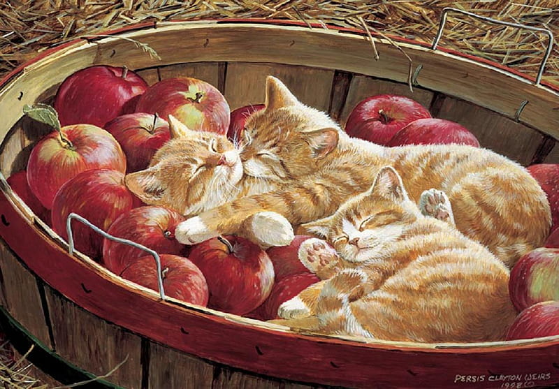 Apples and oranges., apple, fruit, ginger, tabby, container, cat, HD wallpaper