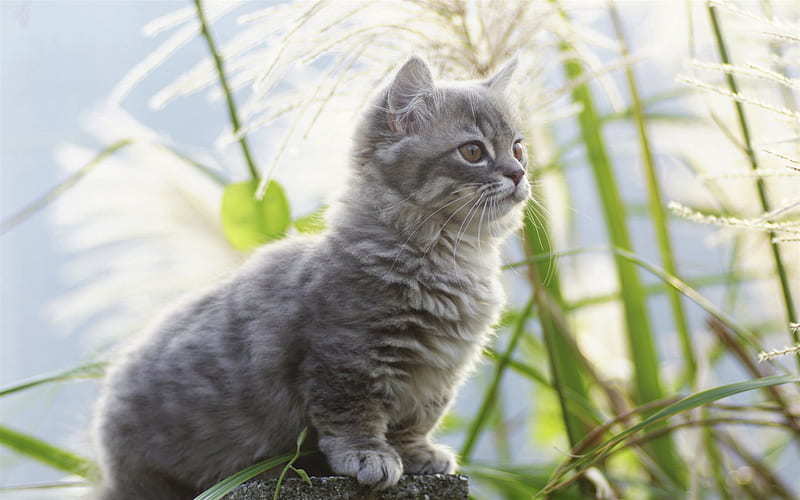small gray kitten, domestic cats, cute animals, cats, HD wallpaper