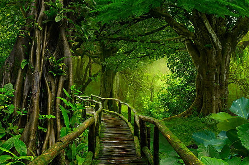Rainforest, Trees, Jungle, Morning, Summer, Footpath, HD wallpaper