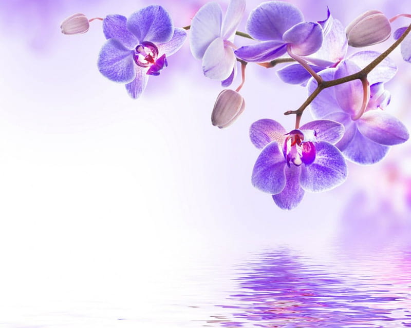 Flower art, art, orchids, purple, flower, reflection, HD wallpaper