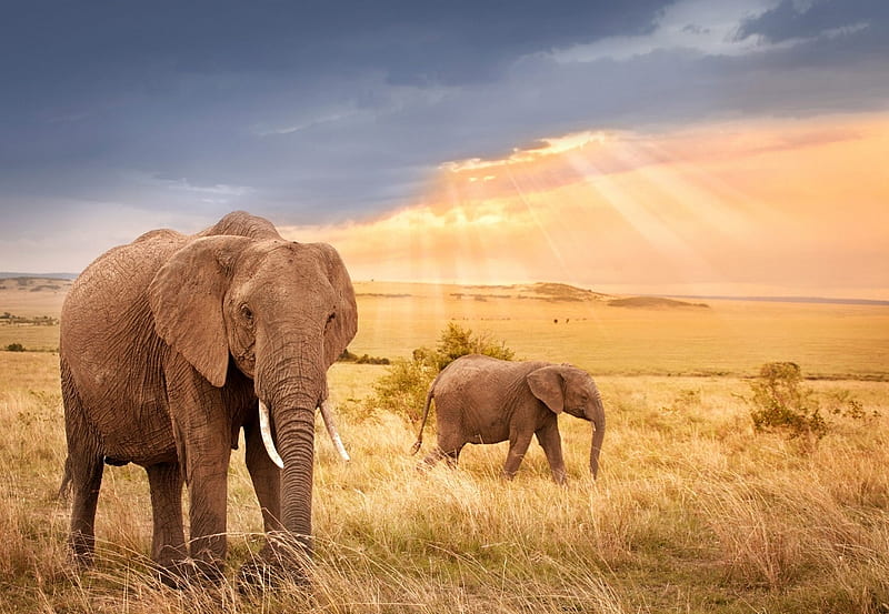 The African elephant, grey skin, large ears, elephant, tusk, HD wallpaper