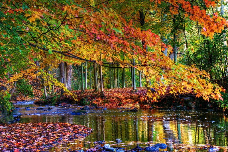 Forest River, fall, autumn, leaves, water, colors, trees, HD wallpaper ...