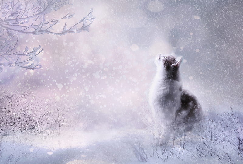 The first snow, fantasy, snow, white, first, cat, pisici, iarna, winter, HD wallpaper