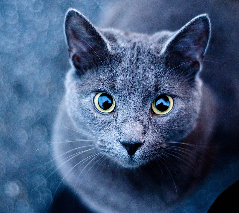 Blue Cat, animal, eye, pet, pip, HD wallpaper